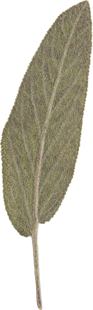 Hand Pressed Flora