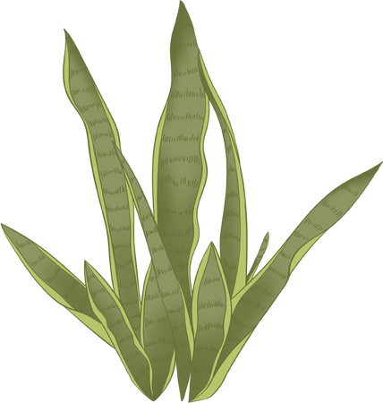 Colored Detailed Vintage Snake Plant