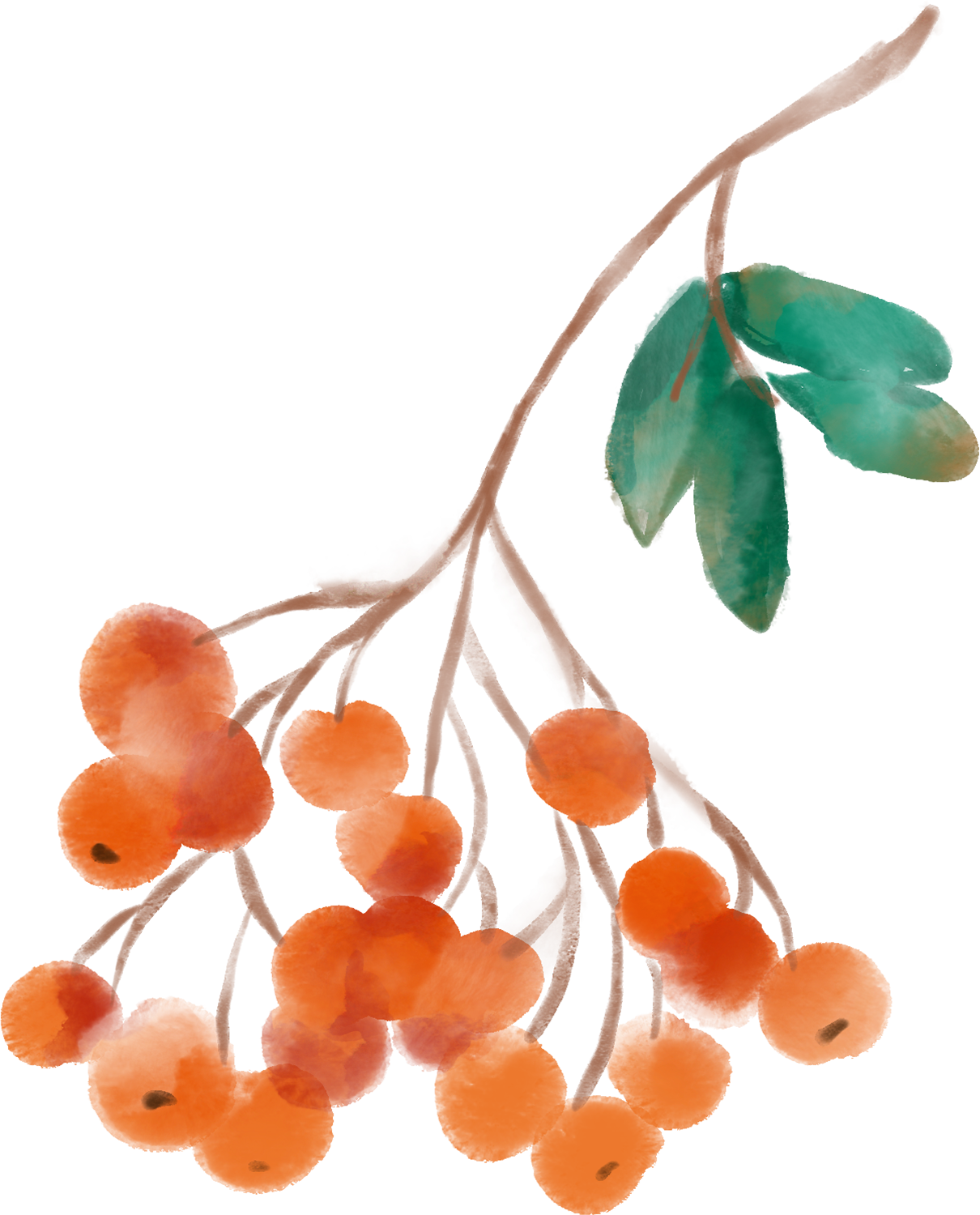 Rowan Berry Leaf Autumn Traditional Watercolor Thanksgiving