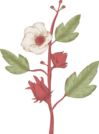 Outline Detailed Vintage Roselle